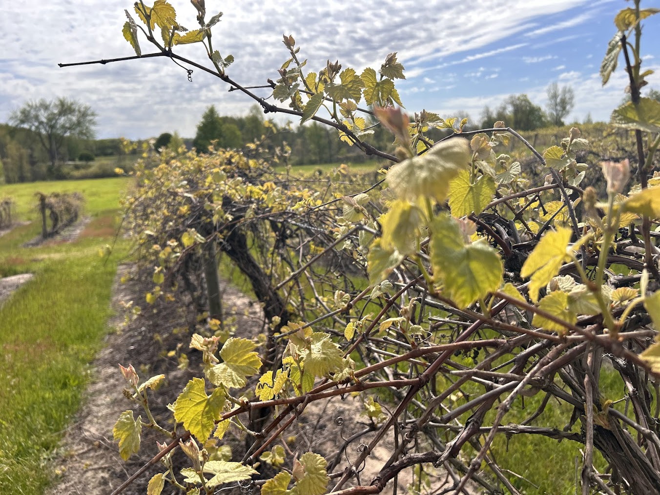 Niagara grapes.